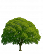 Alivia el dolor muscular y articular